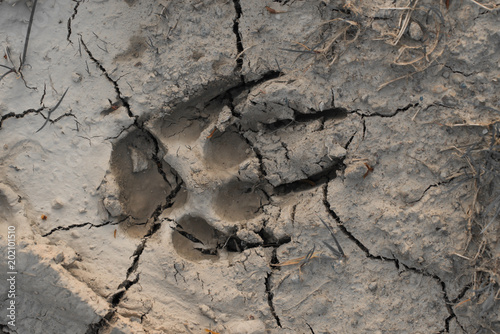 Spur eines Wolfes oder Hundes mit langen Krallen photo