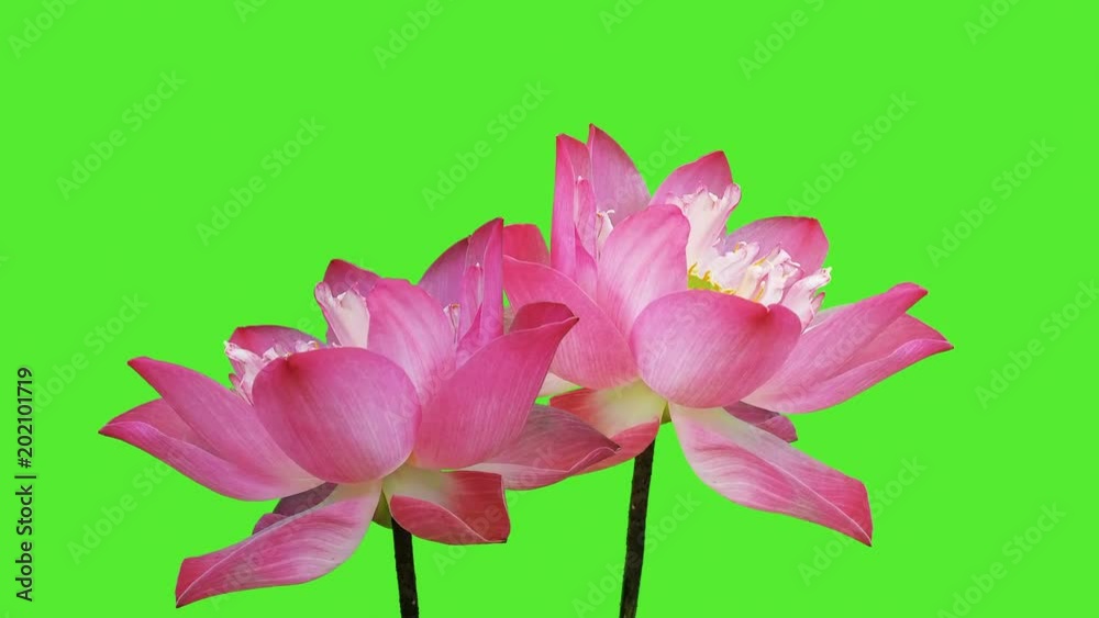 Water lily blossom on green screen. Water lily blossom on green screen.