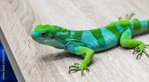 green iguana lizard on a branch