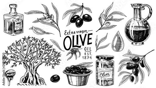 Set of Olive oil and branch of trees. Organic vegetarian product in bottle. Green plant for healthy diet. Black fruit for cooking food. Engraved hand drawn in old vintage sketch. Vector illustration.