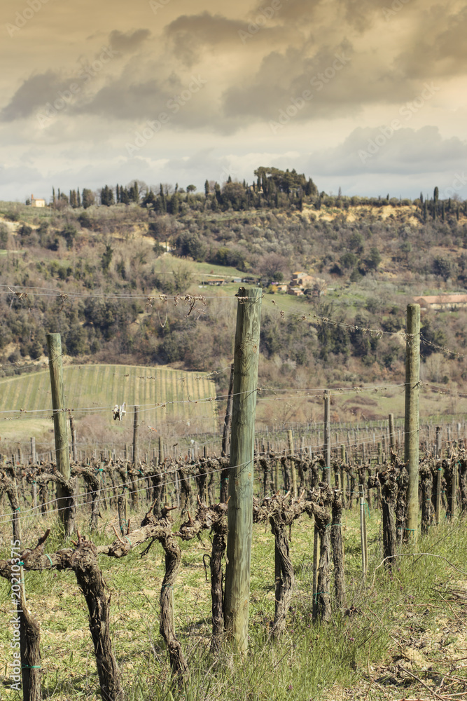 Rebstock Feld vor mediterraner Landschaft, Toskana, Italien Rebstock Feld vor mediterraner Landschaft, Toskana, Italien