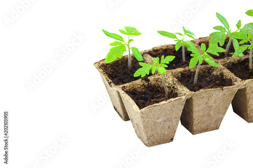 Young tomato seedling sprouts in the peat pots isolated on white background. Gardening concept.