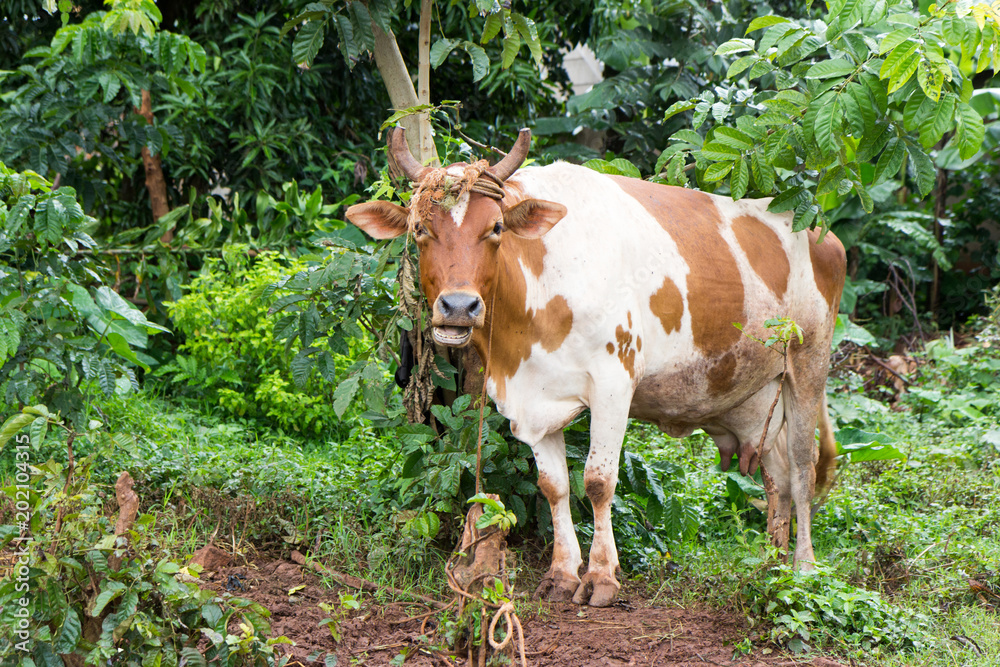 A dairy white cow with patches of brown, tied to a tree stump. Shot in Uganda in May 2017.