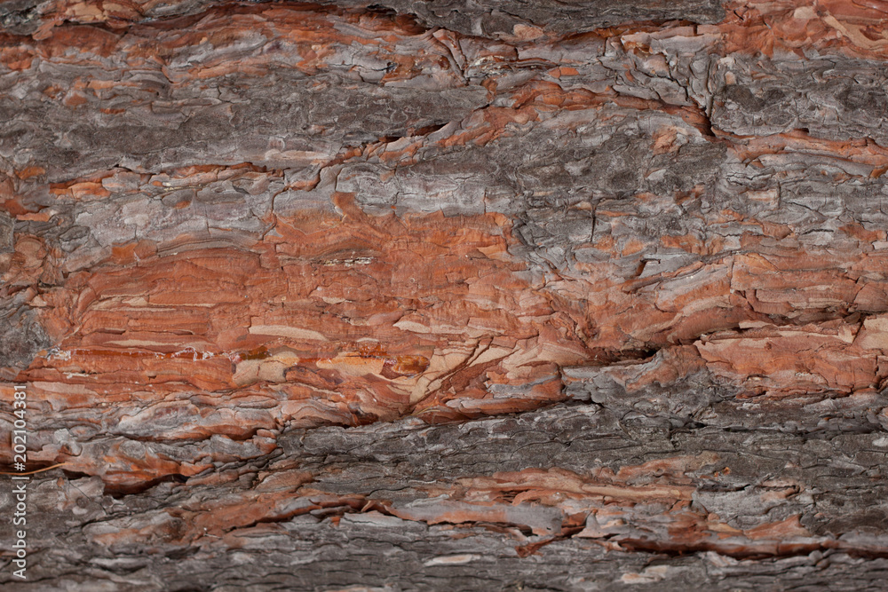 Brown texture of bark pine tree close up. Wooden nature background