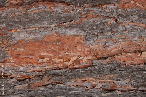 Brown texture of bark pine tree close up. Wooden nature background