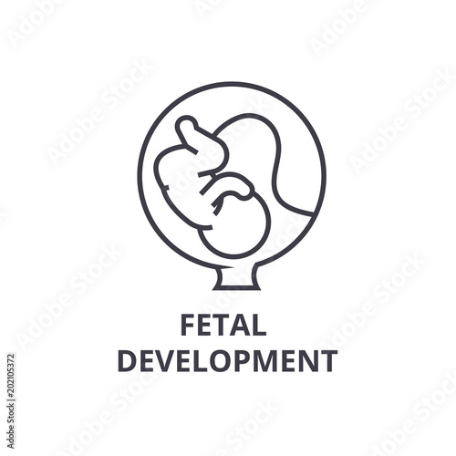 fetal development thin line icon, sign, symbol, illustation, linear concept vector 