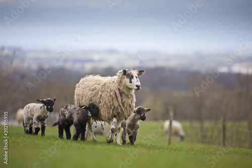 Sheep and lambs
