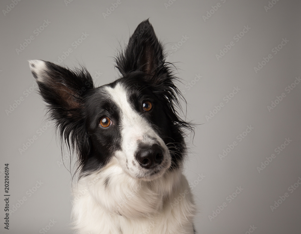 Border collie with big ears