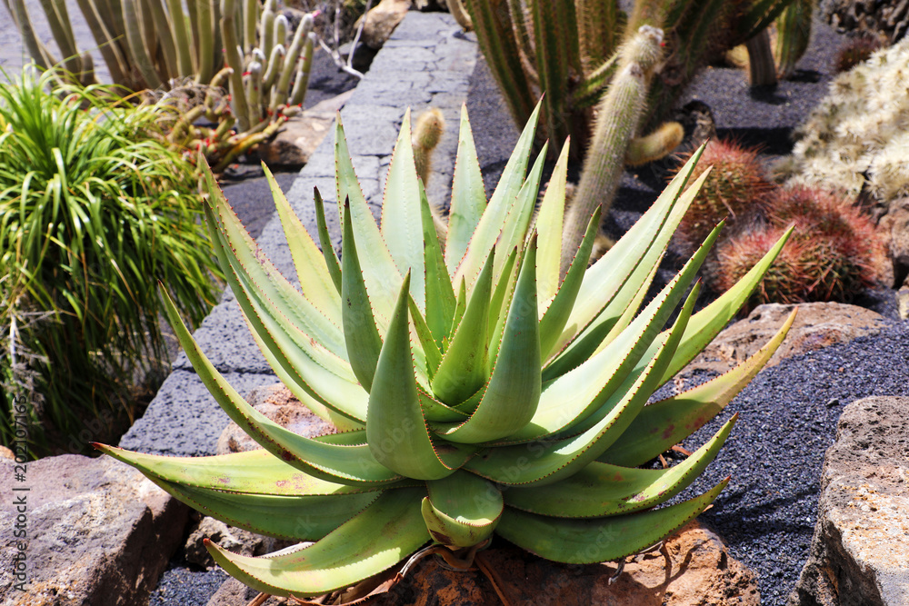 Obraz premium Aloe vera and tropical cactus plants in the Jardin de Cactus in Guatiza village, Lanzarote, Canary Islands