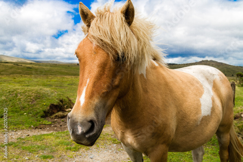 Dartmoor Pony