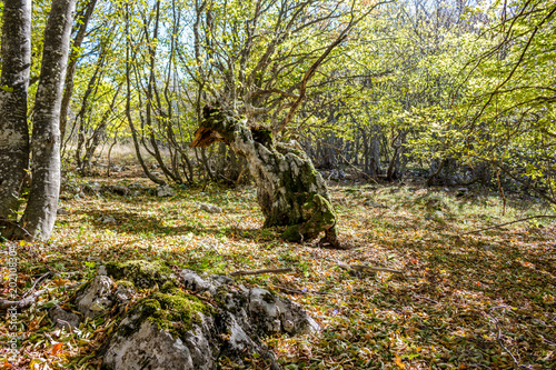 Yalta mountain forest natural reserve. Forest on Mount Ai-Petri. The south coast of Crimea
 photo