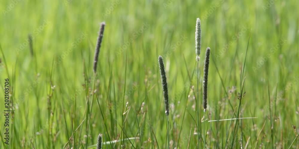 Close view of grass seed heads waving in gentle breeze Close view of grass seed heads waving in gentle breeze
