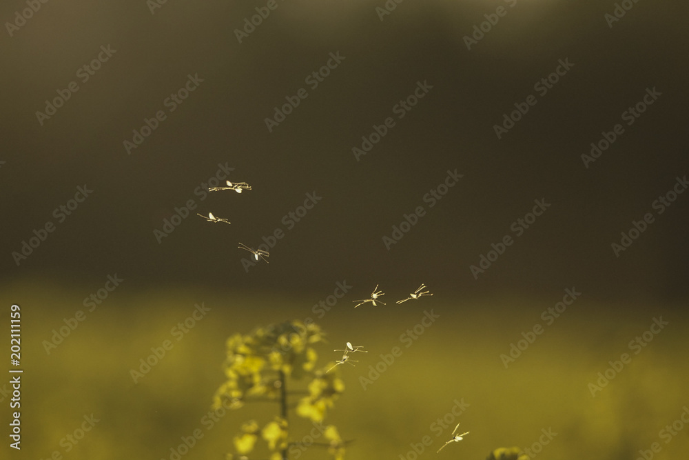Fototapeta premium Mücken Sommer