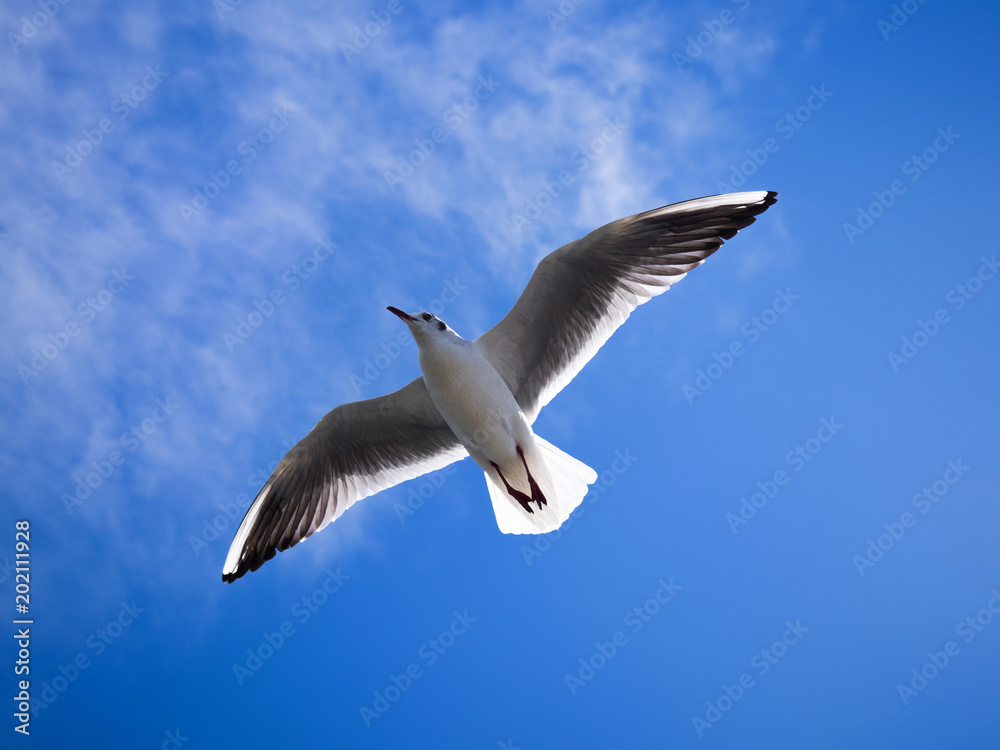 Fototapeta premium 青空とカモメ
