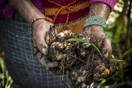 Manos campesinas de colombia y latinoamérica por un buen campo  photo