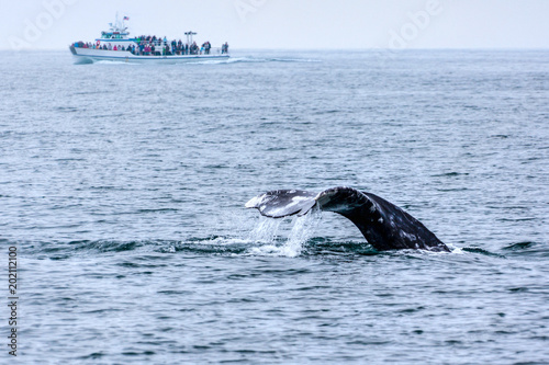 Whale Watching in Southern California