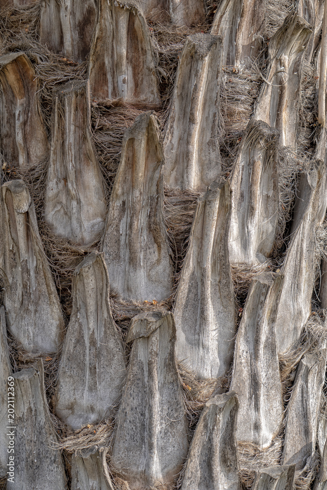 Palm tree body texture Palm tree body texture