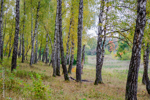 Birch on the forest edge on a summer day  