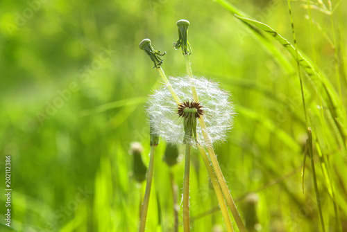 Fototapeta Naklejka Na Ścianę i Meble -  dandelion on green background