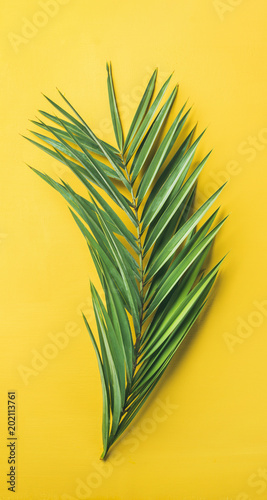 Green palm branch over bright yellow background  top view  narrow composition. Summer vacation or travel concept