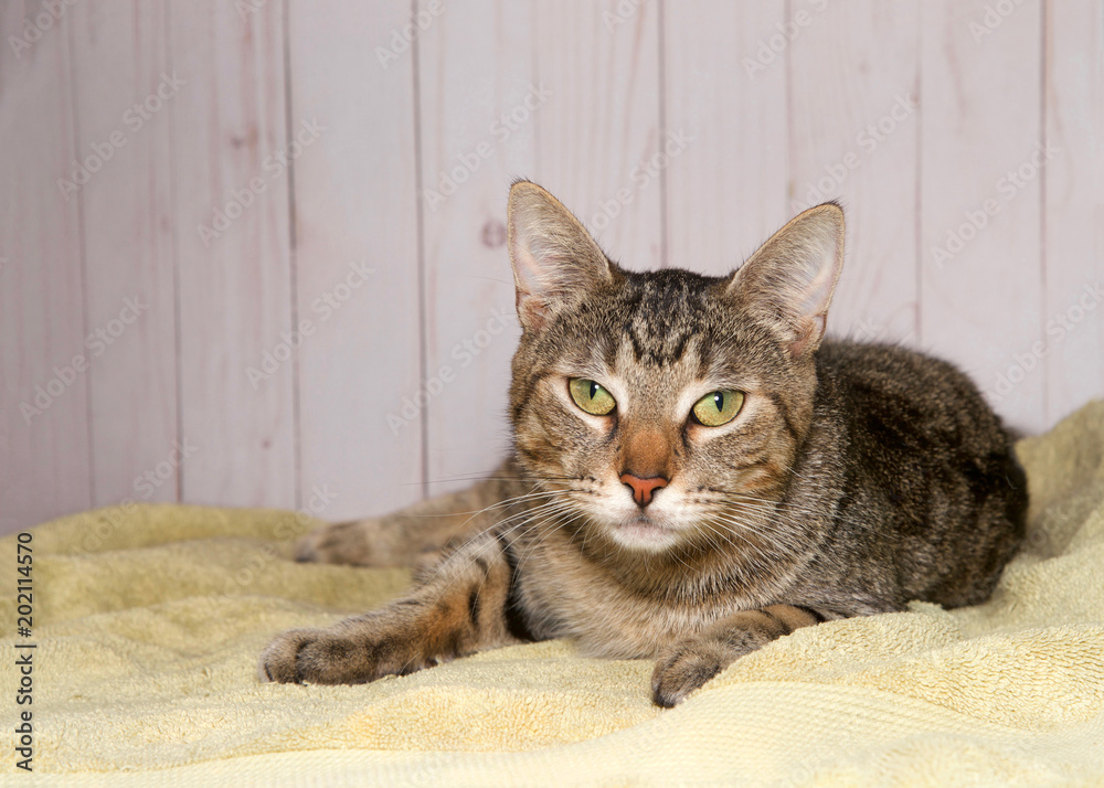 Adorable tabby cat laying on an dirty yellow blanket looking directly at viewer. Wood panel wall background.