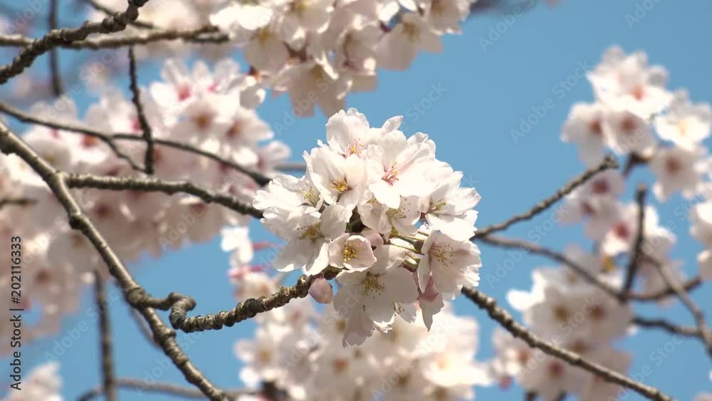 TOKYO, JAPAN - APRIL 2018 : CHERRY BLOSSOMS in Tokyo. TOKYO, JAPAN - APRIL 2018 : CHERRY BLOSSOMS in Tokyo.