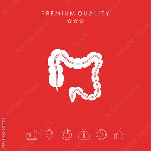 Human organ - the large intestine