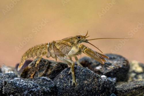 European crayfish on rocky riverbed