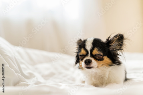Sleepy cute dog on blanket on bed with backlit warm bright sunlight background from bedroom's window with copy space. Pet relax rest in winter lazy time.Puppy in cold autumn concept. Sweet dream eyes.