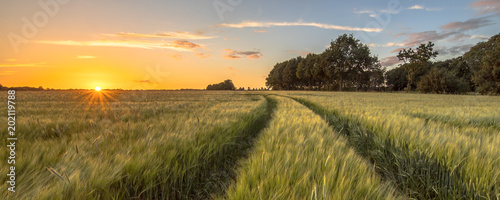 Tractor Track in Wheat field at sunset photo