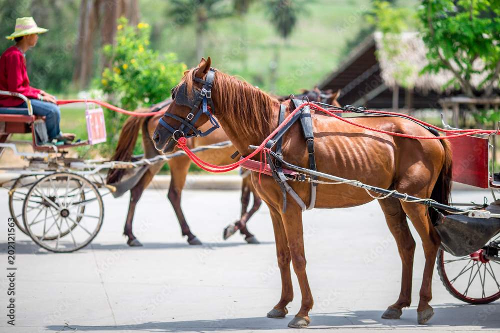 The use of horses in tourism is often seen in large gardens. Or other attractions( Suanthai Pattaya) The use of horses in tourism is often seen in large gardens. Or other attractions( Suanthai Pattaya)