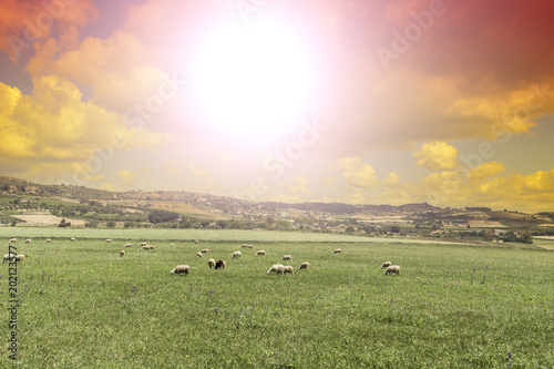 Grazing sheep in Sicily at sunrise