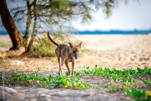 Summer, beware of rabies. This may be seen in the tourist area along the sea shore and common areas.