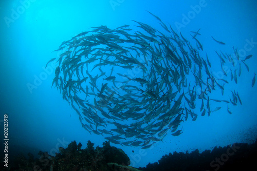 School of Bigeye Trevally (Jack) fish on coral reef