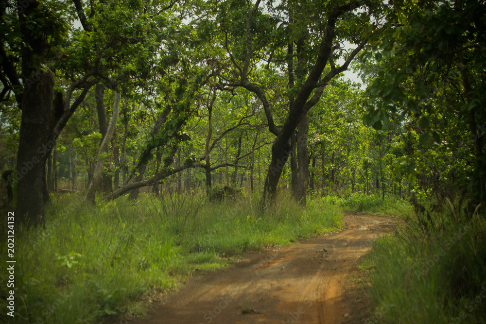 Fototapeta premium Dirt road through the forest