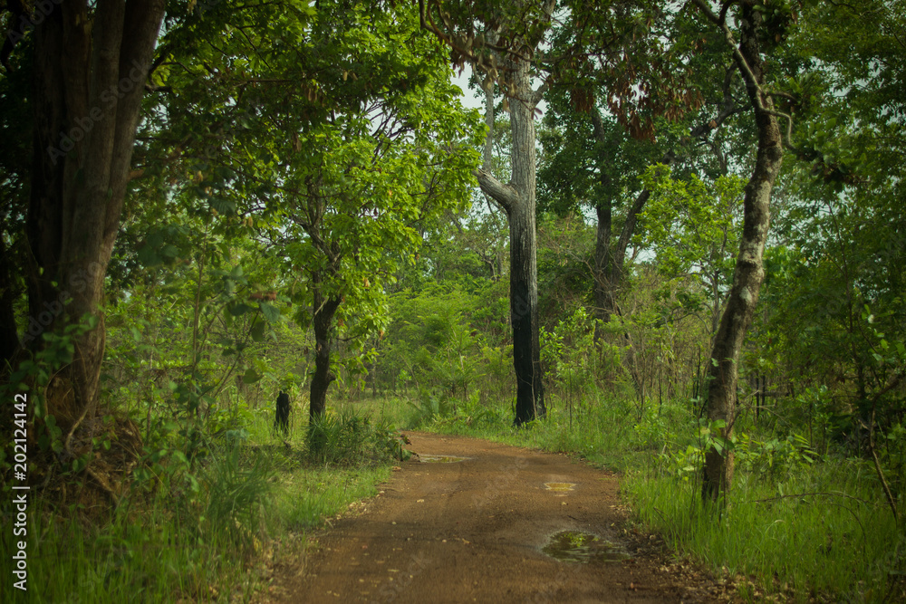 Dirt road through the forest Dirt road through the forest