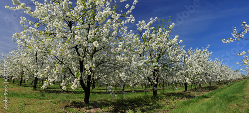 Kwitnące drzewa owocowe w pięknym sadzie ze słonecznym niebem