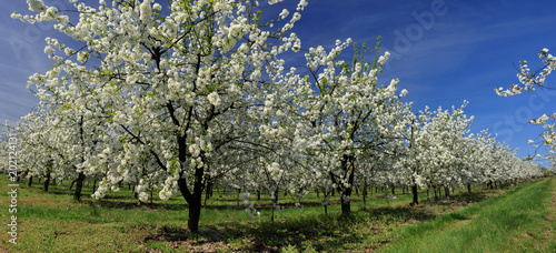 Kwitnące drzewa owocowe w pięknym sadzie ze słonecznym niebem © Dorota