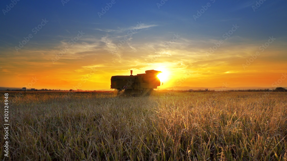 Fototapeta premium The sun setting down with combine farmer harvesting on rice field
