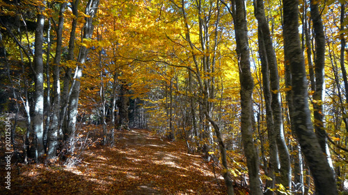 Forest Autumn Trees Woods. Sun Shining Through Nature Tree.sBeginning Afterlife Spirituality Renewal Awakening Concept 