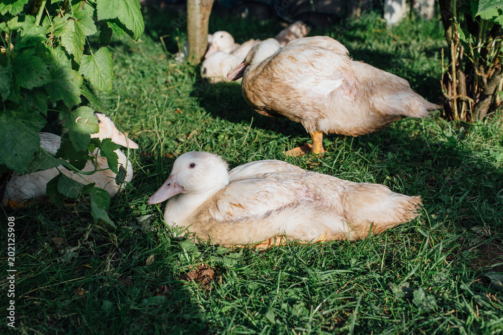 White ducks in the garden White ducks in the garden