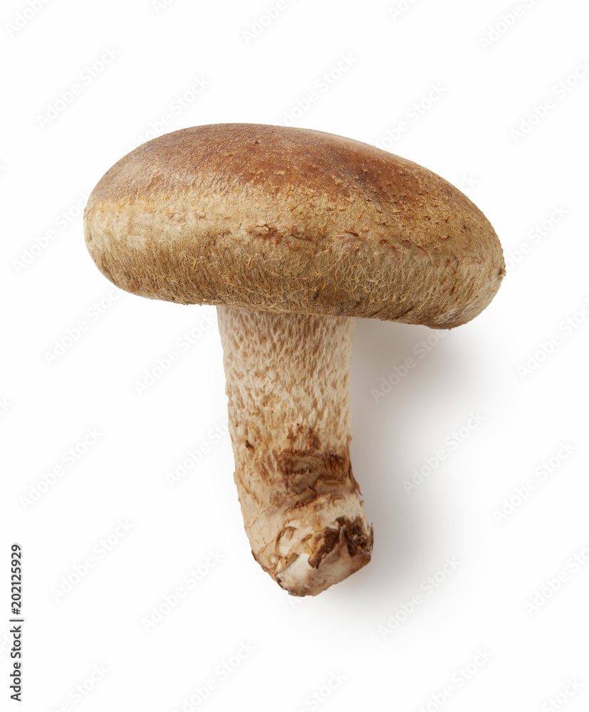 Shiitake mushroom on the White background Shiitake mushroom on the White background