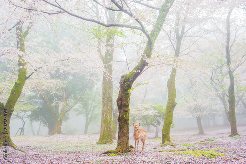 桜と鹿