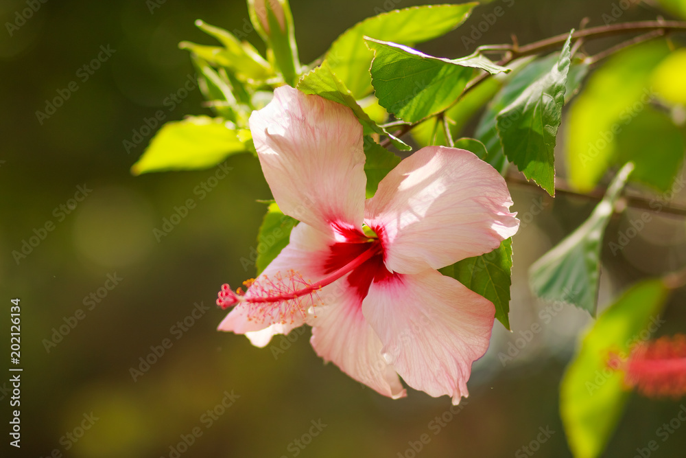 Fototapeta premium Beautiful Pink Hibiscus flower in full bloom on blurred sunny background.pink flower and green stem. Hibiscus Flowers in a tropical garden. Copy space