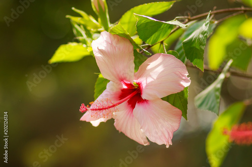 Beautiful Pink Hibiscus flower in full bloom on blurred sunny background.pink flower and green stem. Hibiscus Flowers in a tropical garden. Copy space