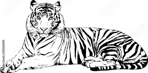 large striped tiger drawn ink sketch in full growth