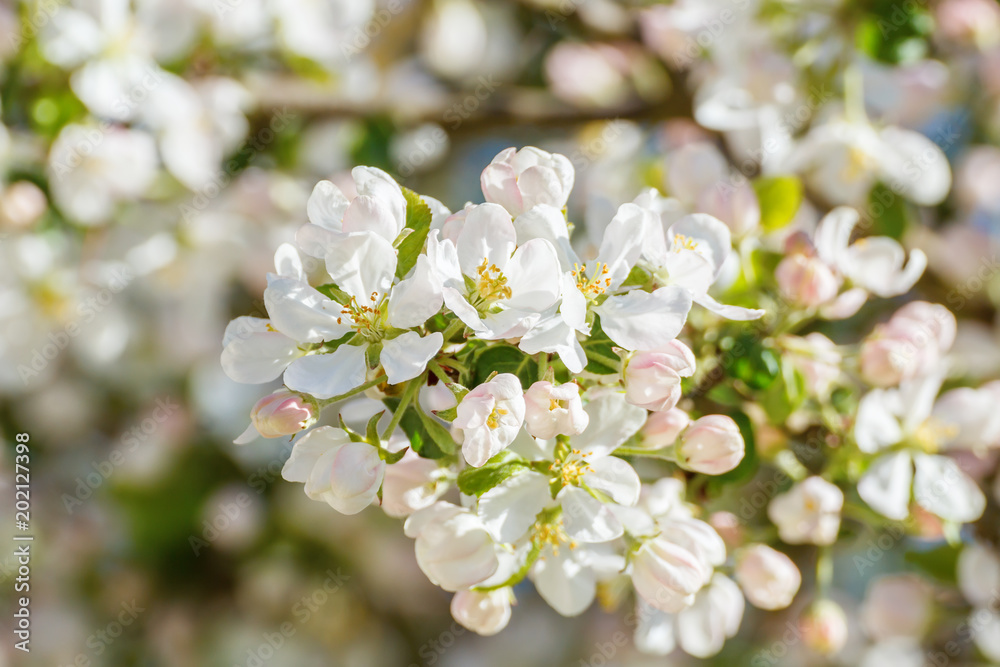 Flowers of varietal apple tree