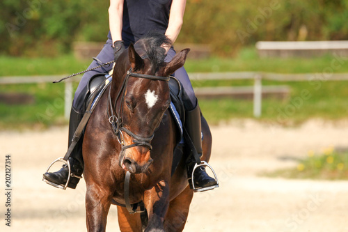 Horse (warmblood) with rider in motion in portrait, close-up of head from front.. © RD-Fotografie