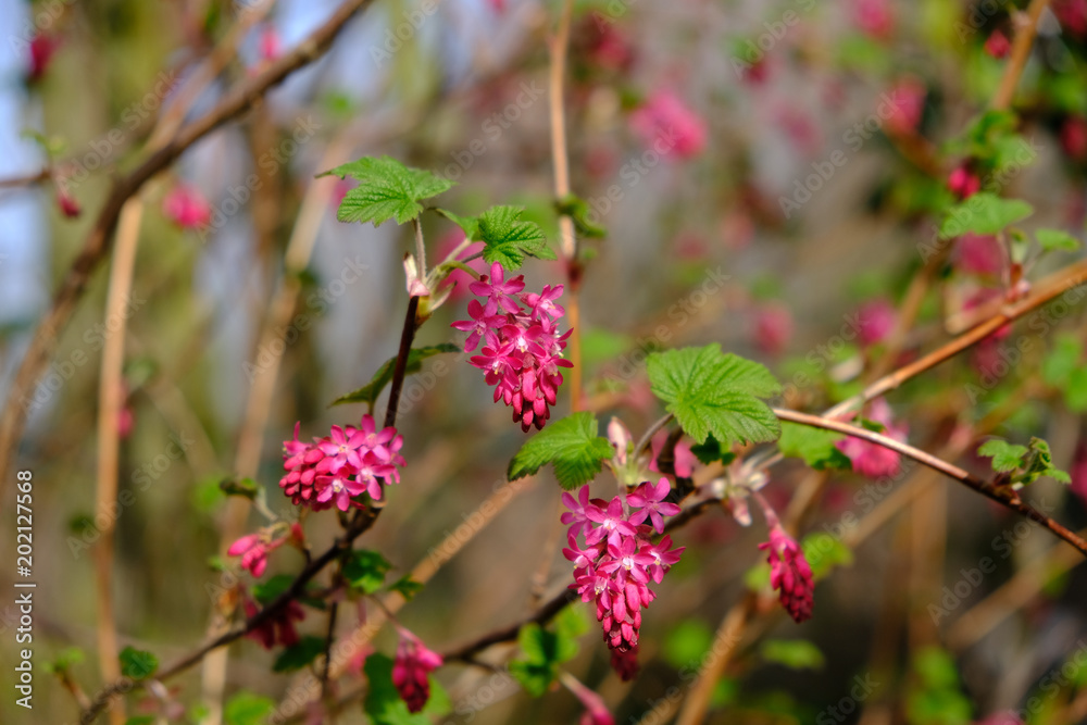 Spring flower Spring flower
