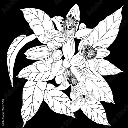Vector drawing. Orange tree - flowers and buds. Citrus bigaradiya. medicinal, perfumery and cosmetic plants. Wallpaper. Use printed materials, signs, posters, postcards, packaging. 